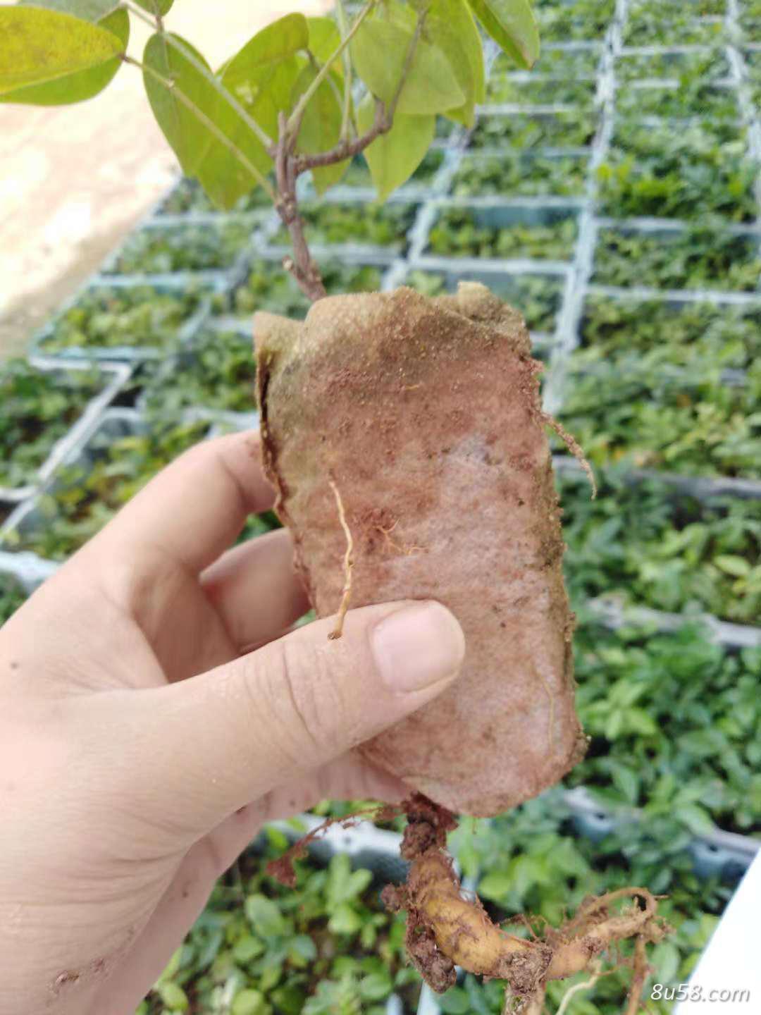 高产牛大力种子苗
