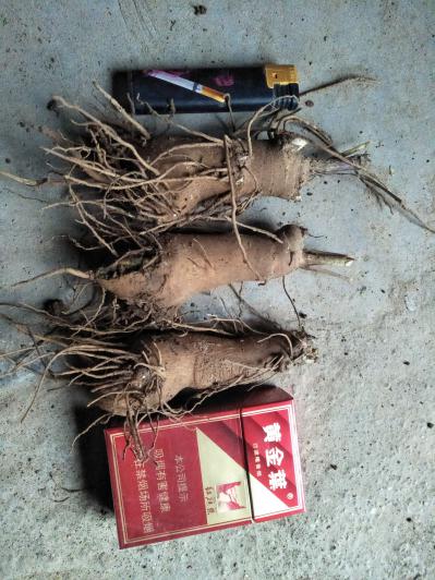 一年白术芽子