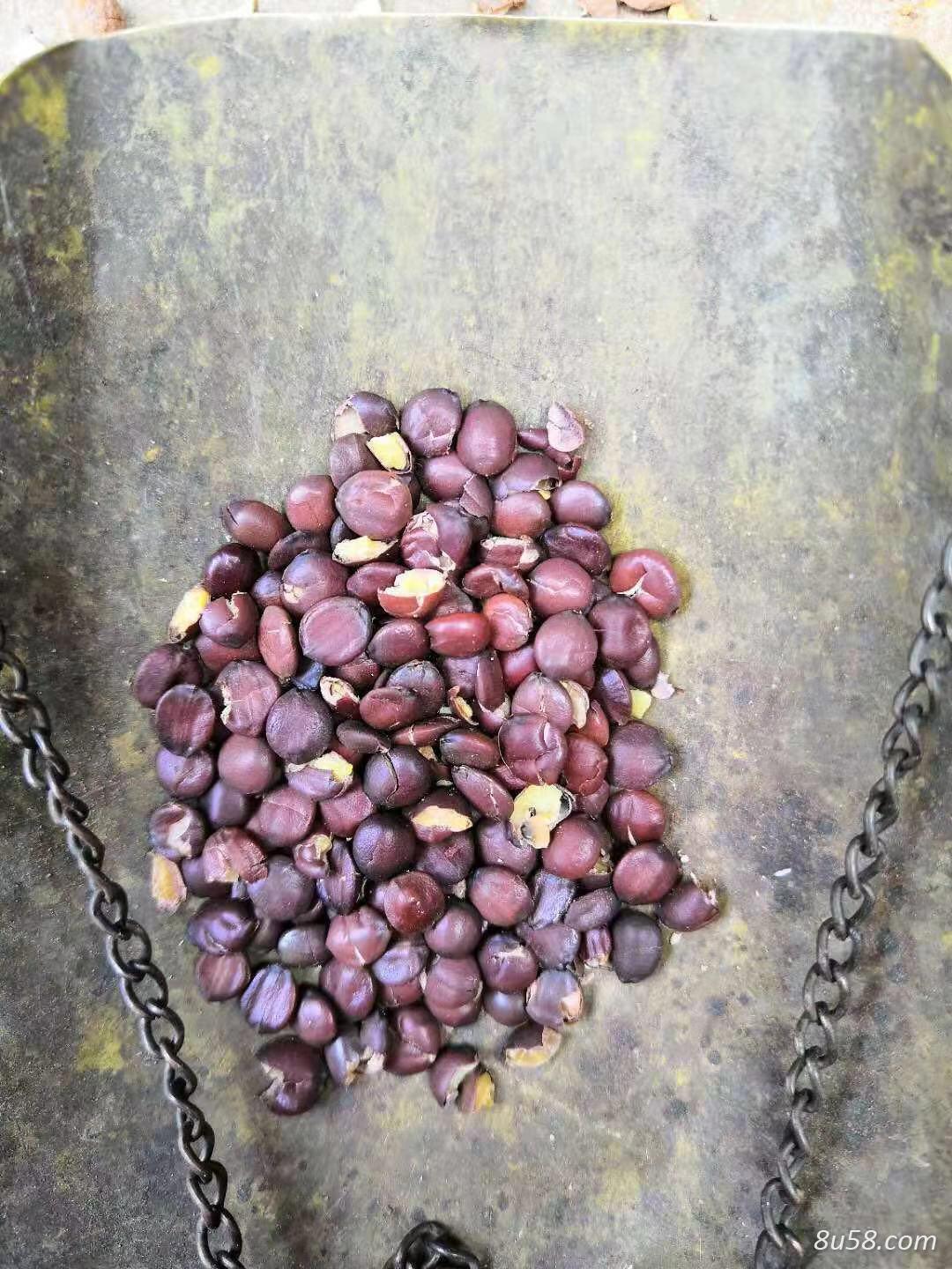 常年大量出售酸枣仁