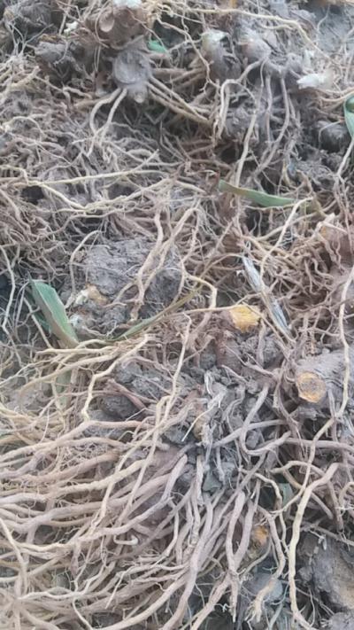 射干 干货1吨