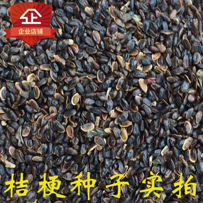 2018新产优质桔梗种子中药材桔梗种子人工净选发芽率高