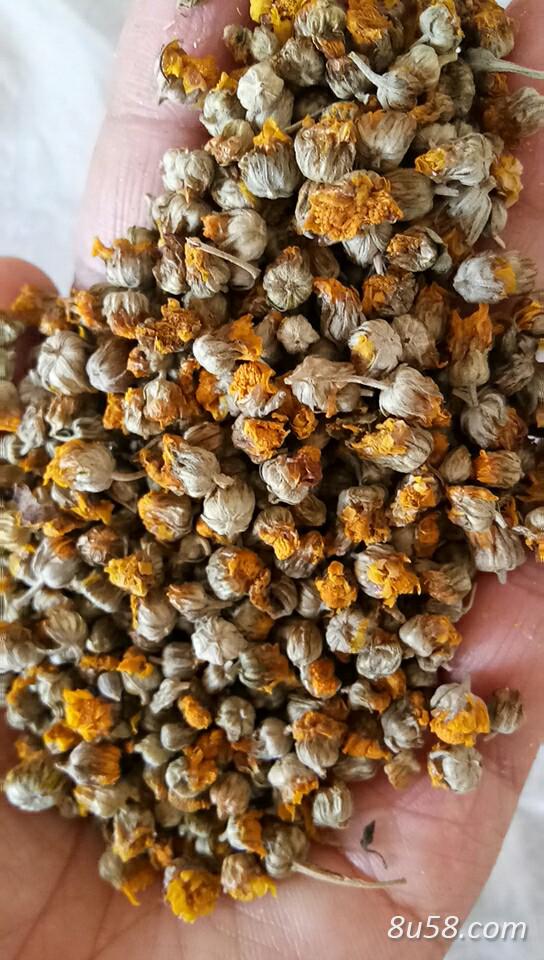 家乡山上野生的野菊花,人工采摘,人工杀青、晾晒、精捡、筛选出精品出售 家乡山上野生的野菊花,人工采摘,人工杀青、晾晒、精捡、筛选出精品出售