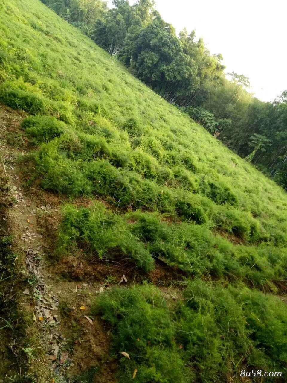 天冬两年的苗,基地供植,一手货源,量大从优 天冬两年的苗,基地供植,一手货源,量大从优