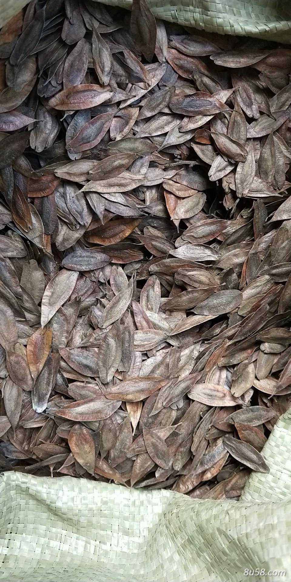杜仲种子 杜仲种子