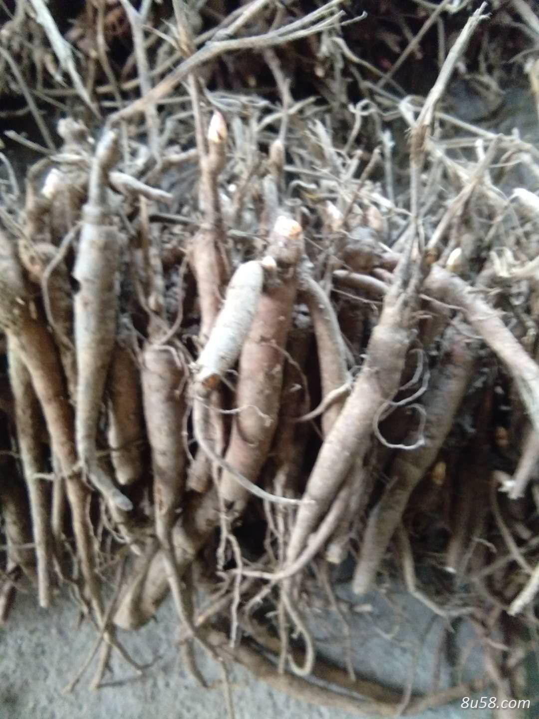 二年手选赤芍苗,内蒙古的货 二年手选赤芍苗,内蒙古的货