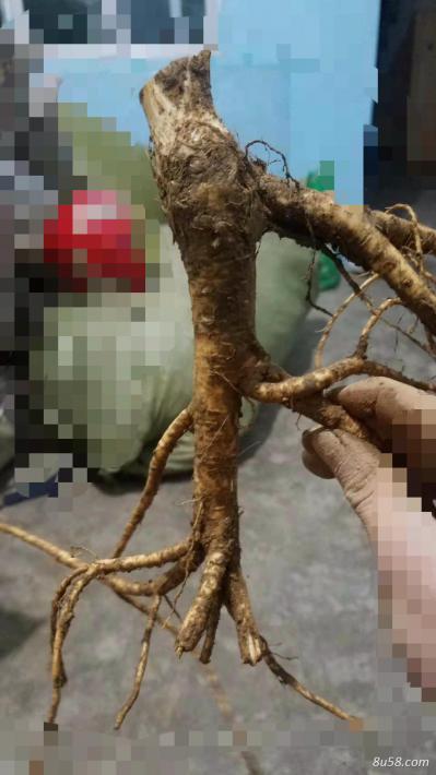 大量出售新鲜药材白花前胡