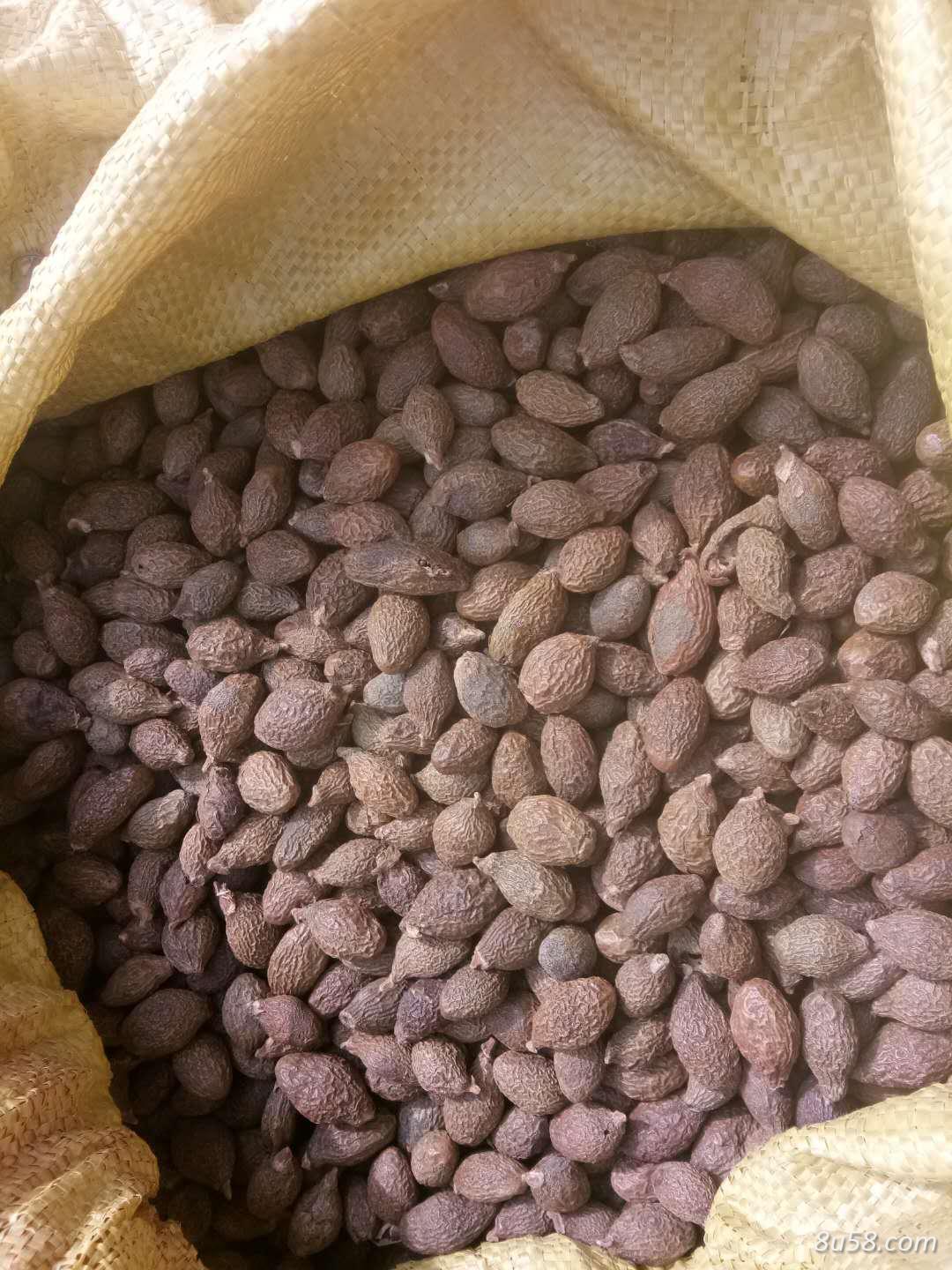 胖大海圆果（统）10吨