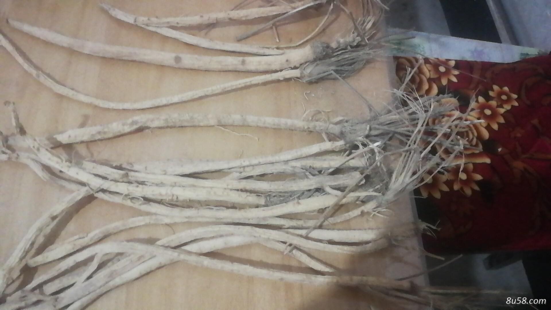 出售籽播干防风