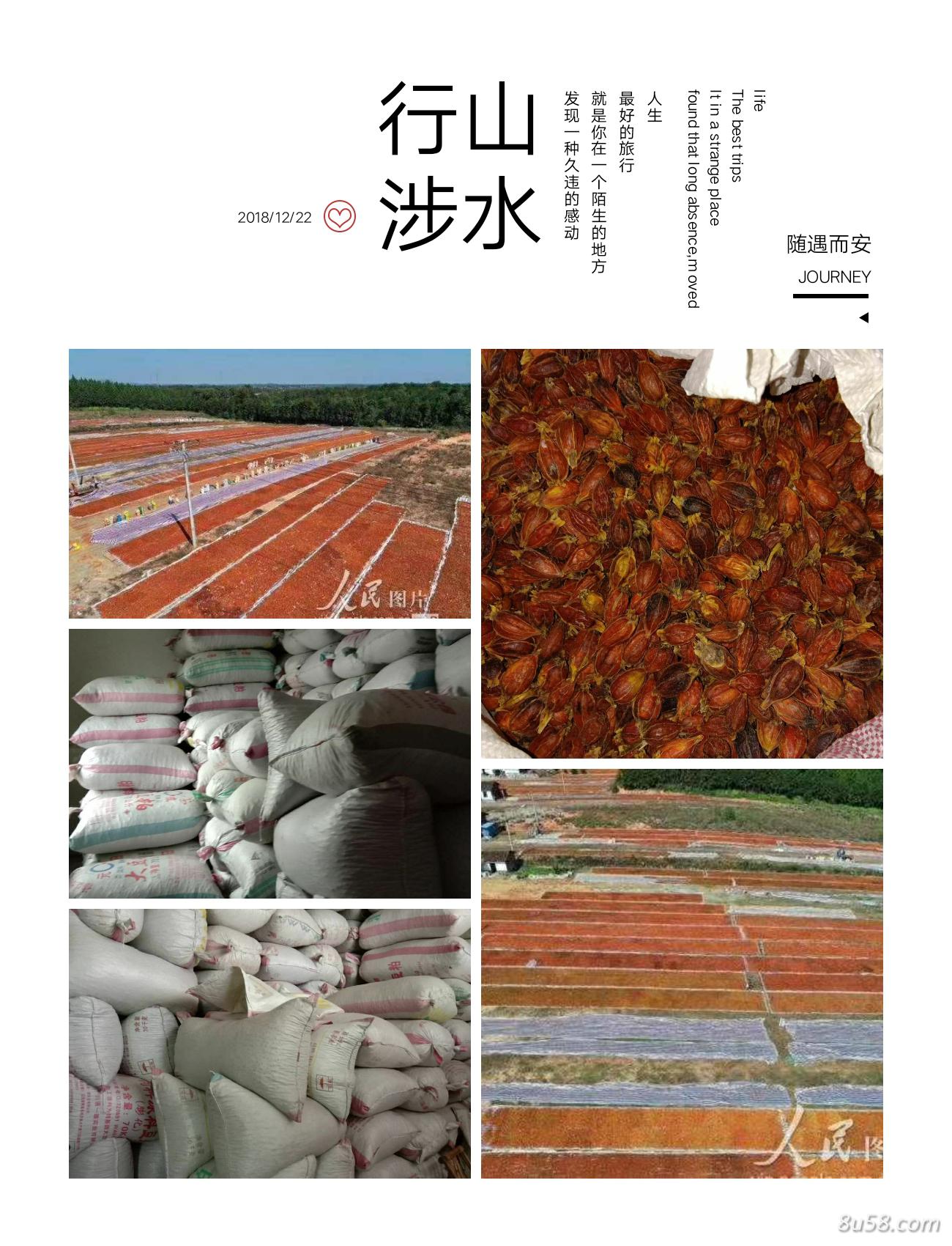 黄栀子干货求关注