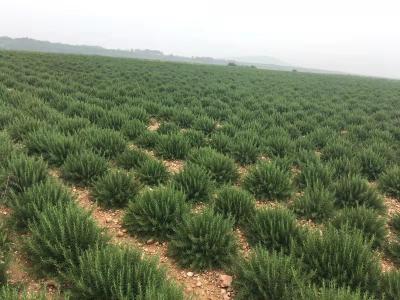 出售迷迭香优质纯露价格