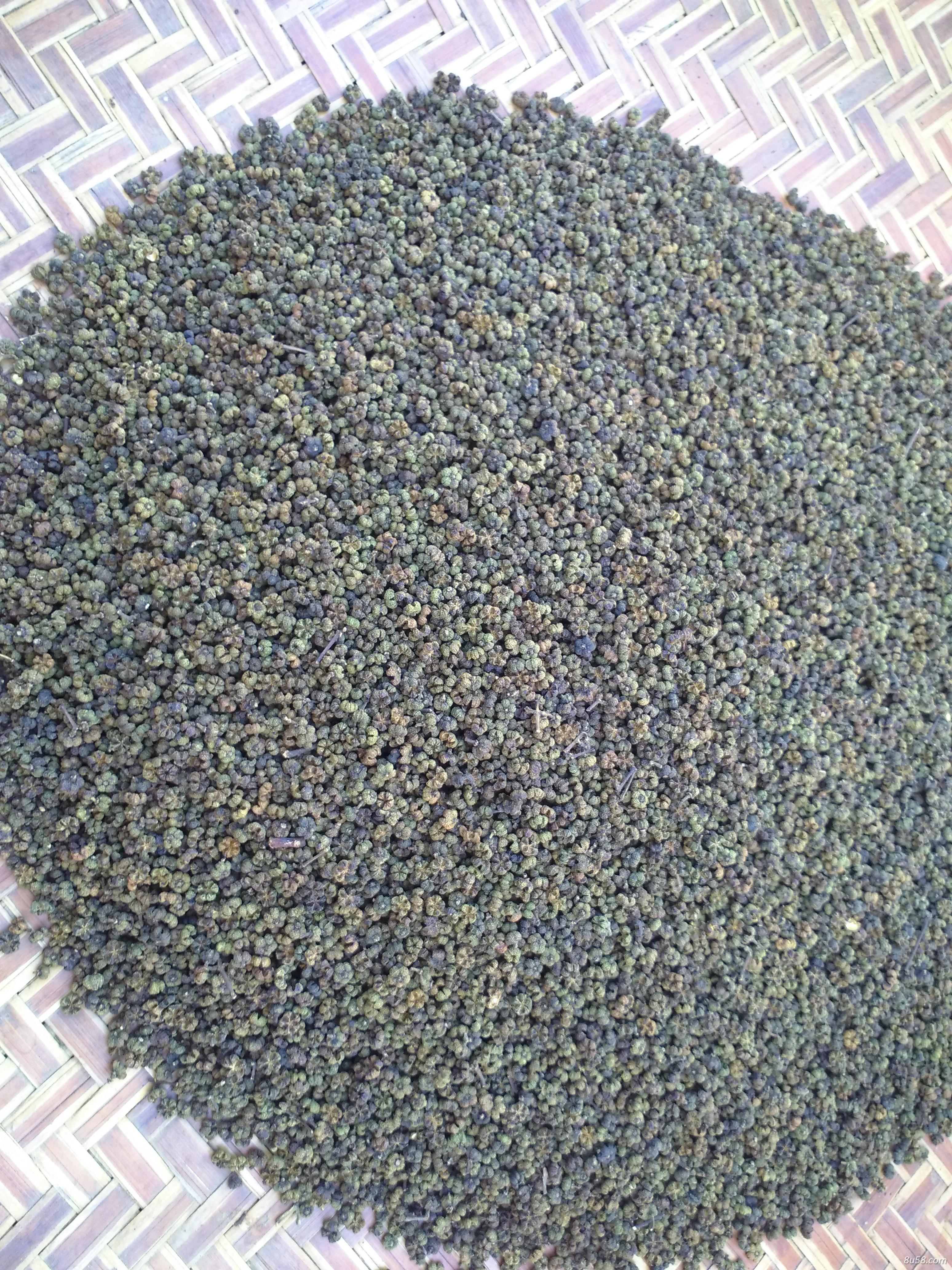 广西中花吴茱萸出售
