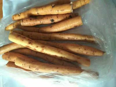 出售五年，中叶，粉质牛大力 量大从优