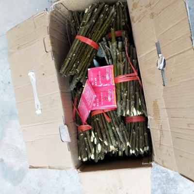 正宗江西中花吴茱萸枝