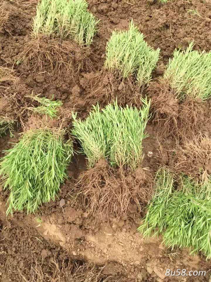 供应迷迭香种苗价格低廉