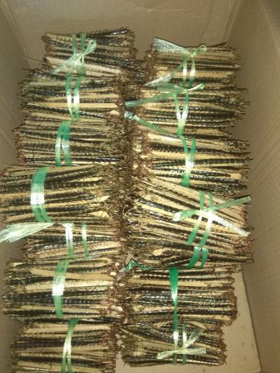 湖北野生蜈蚣2万条干货