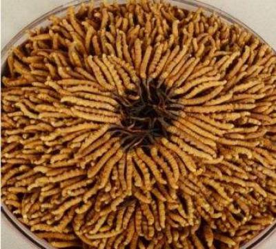 出售西藏冬虫夏草原产地直销