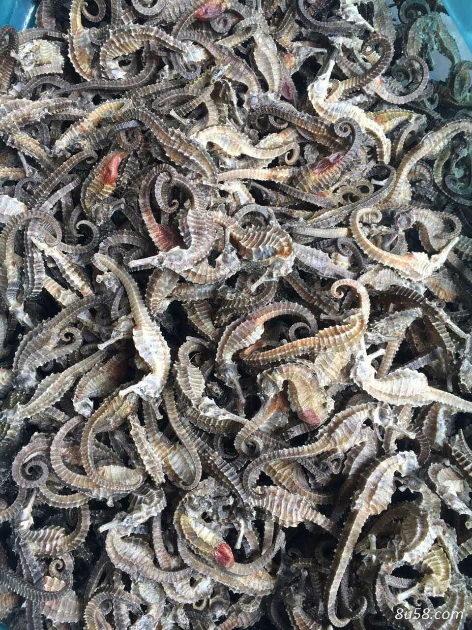 大量三班海马批发，120头一斤到550头，规格齐全!