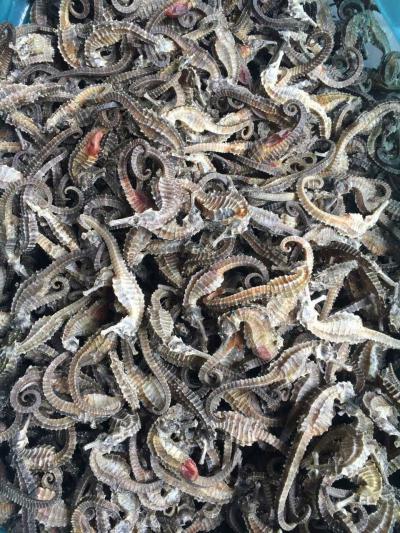 大量三班海马批发，120头一斤到550头，规格齐全!