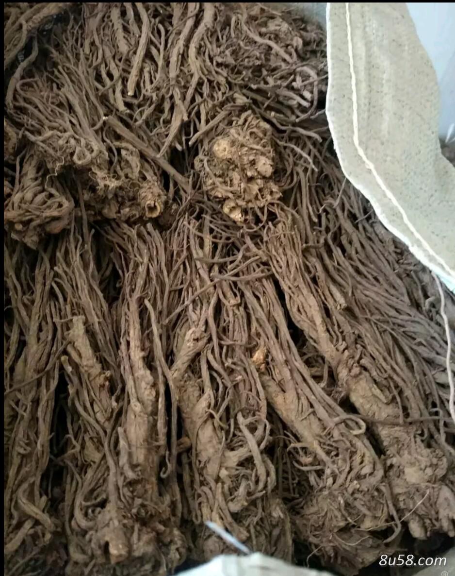 羌活