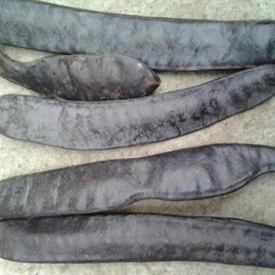 出售大皂角，三十公分左右，籽粒饱满，一百斤起订