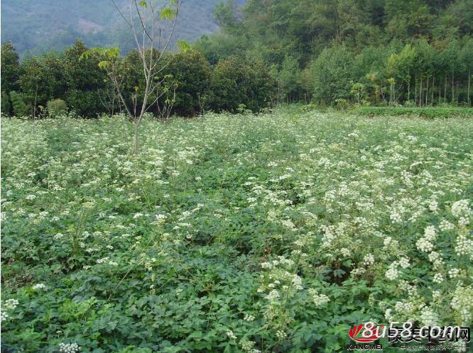 我有10吨百花前胡，出售价格面议