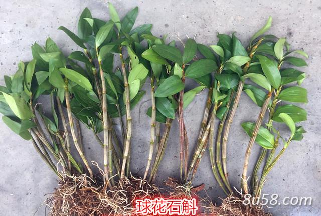 云南野生球花石斛苗 云南野生球花石斛苗