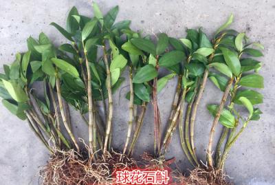 云南野生球花石斛苗