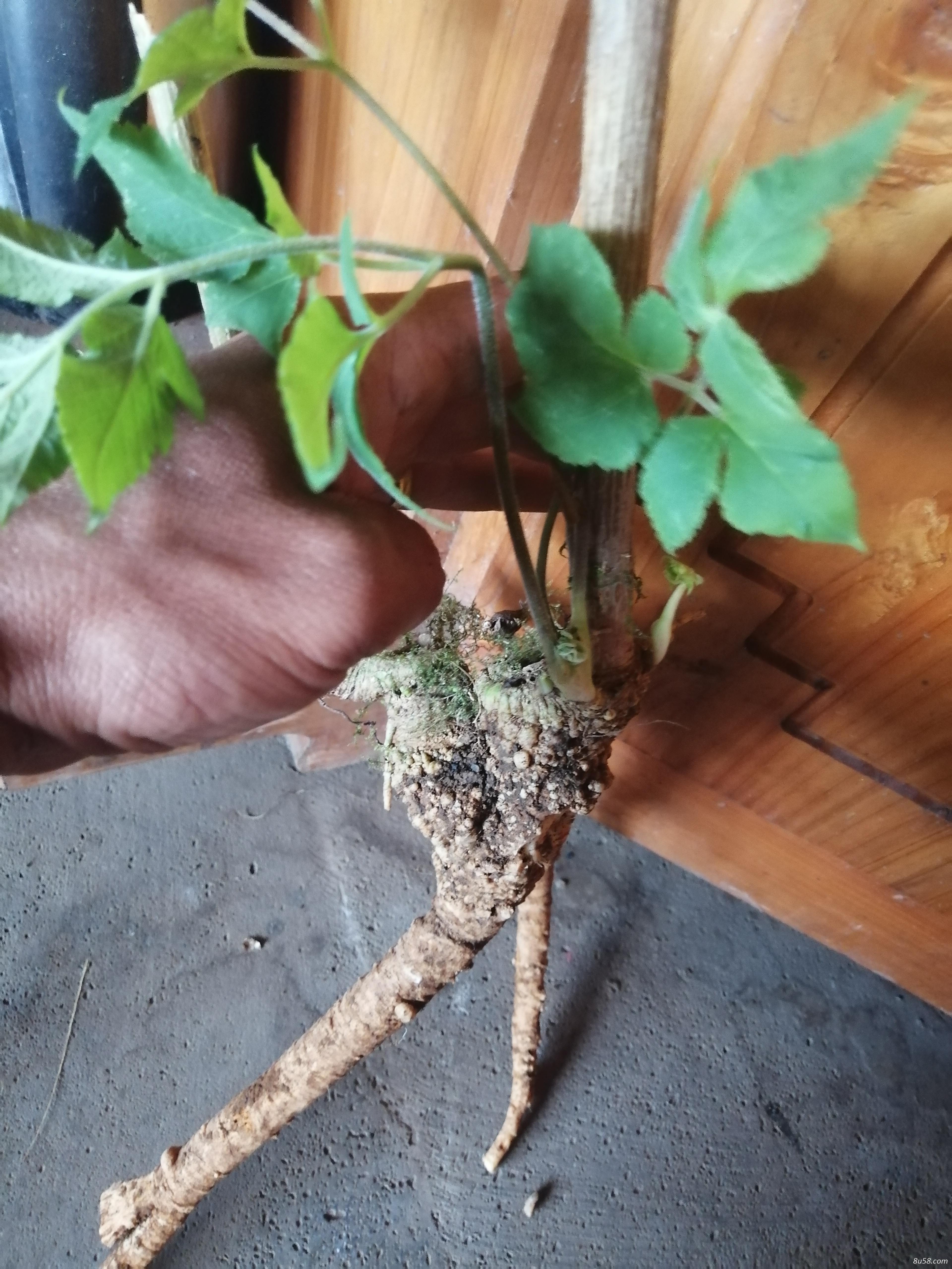 出售野生前胡