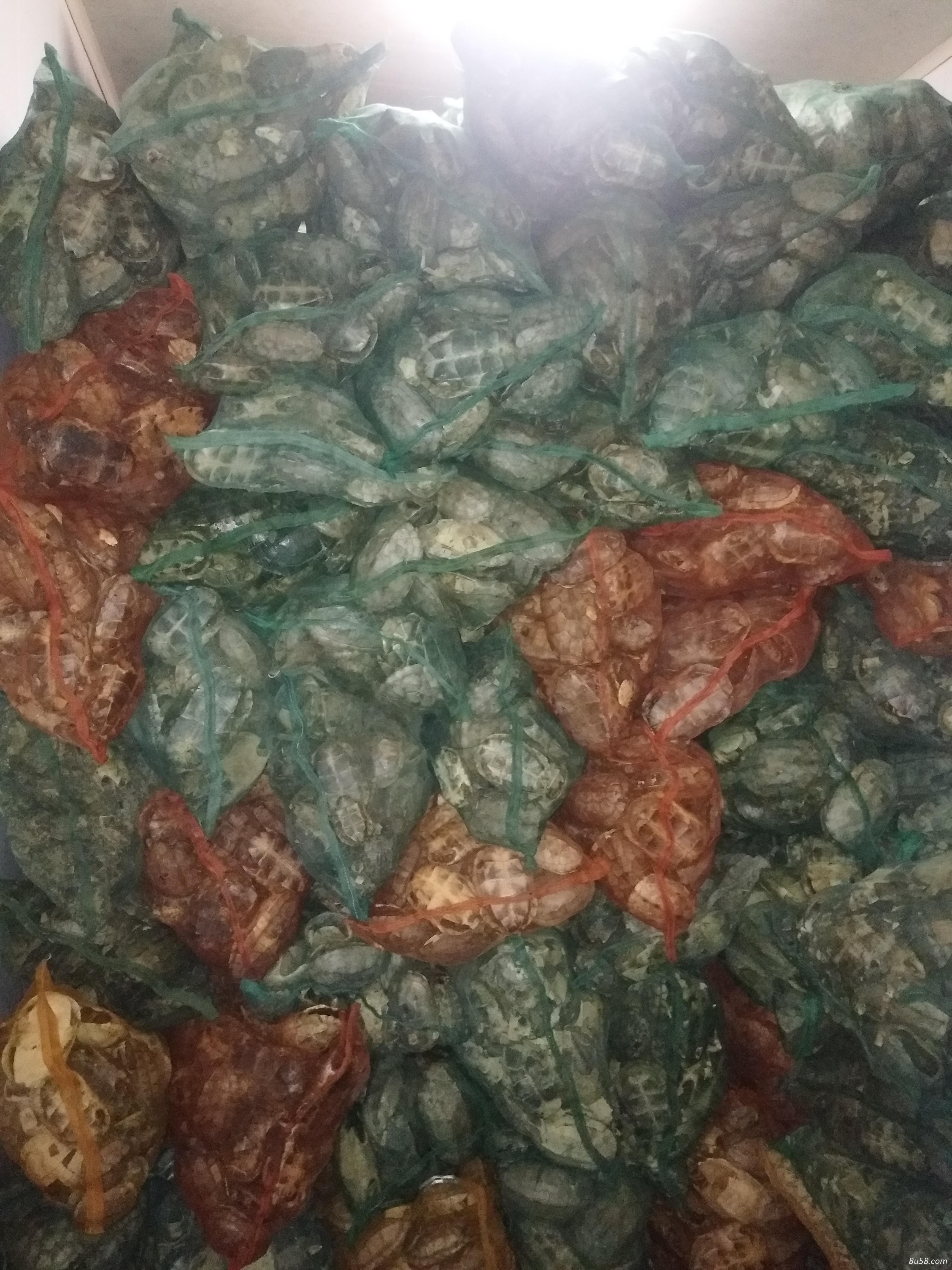 精品野生草龟龟壳 精品野生草龟龟壳