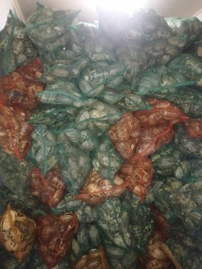 精品野生草龟龟壳
