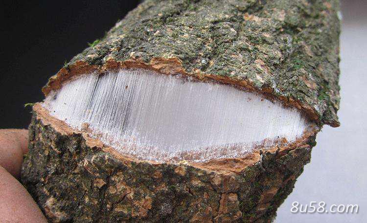 杜仲,各种样式杜仲大量有货 杜仲,各种样式杜仲大量有货