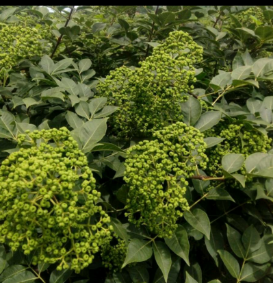 广西优质多果高产抗病抗虫吴茱萸中花，江西改良高产中花