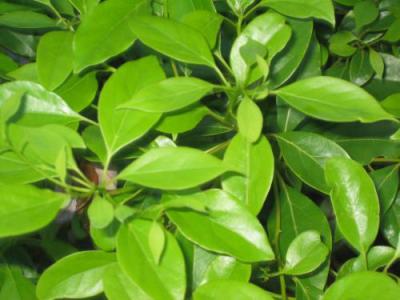 樟脑乳膏膏药辅料樟脑2019价格