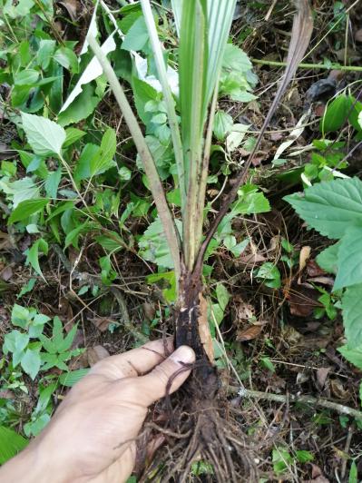 出售野生仙茅