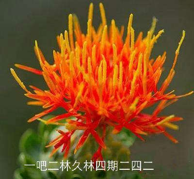 售出  大量自种红花