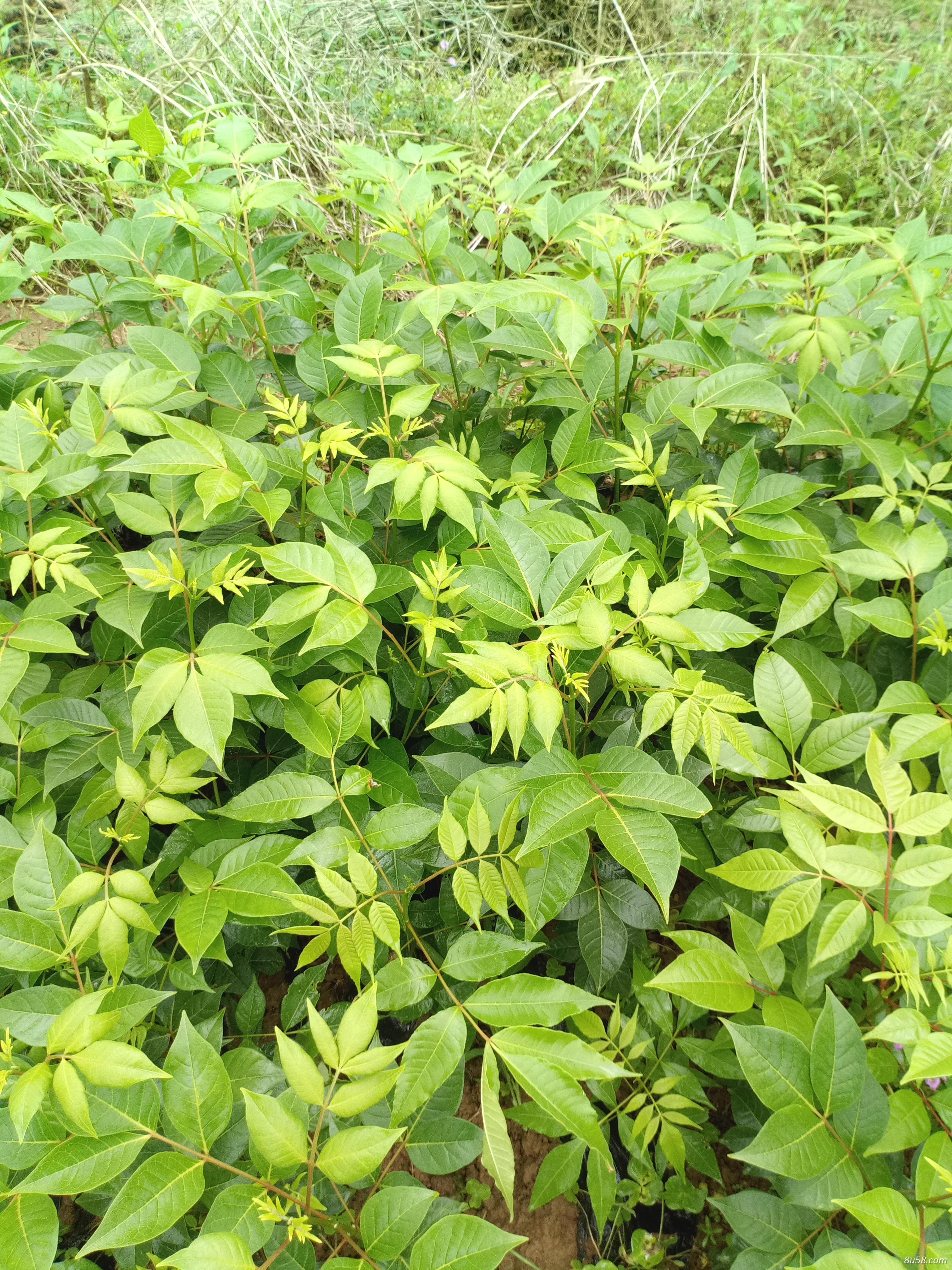 茶辣苗，吴茱萸苗