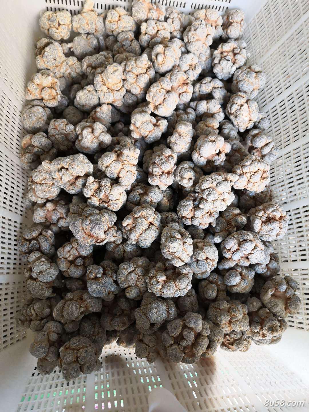 云南文山丘北三七