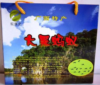 广西大黑蚂蚁