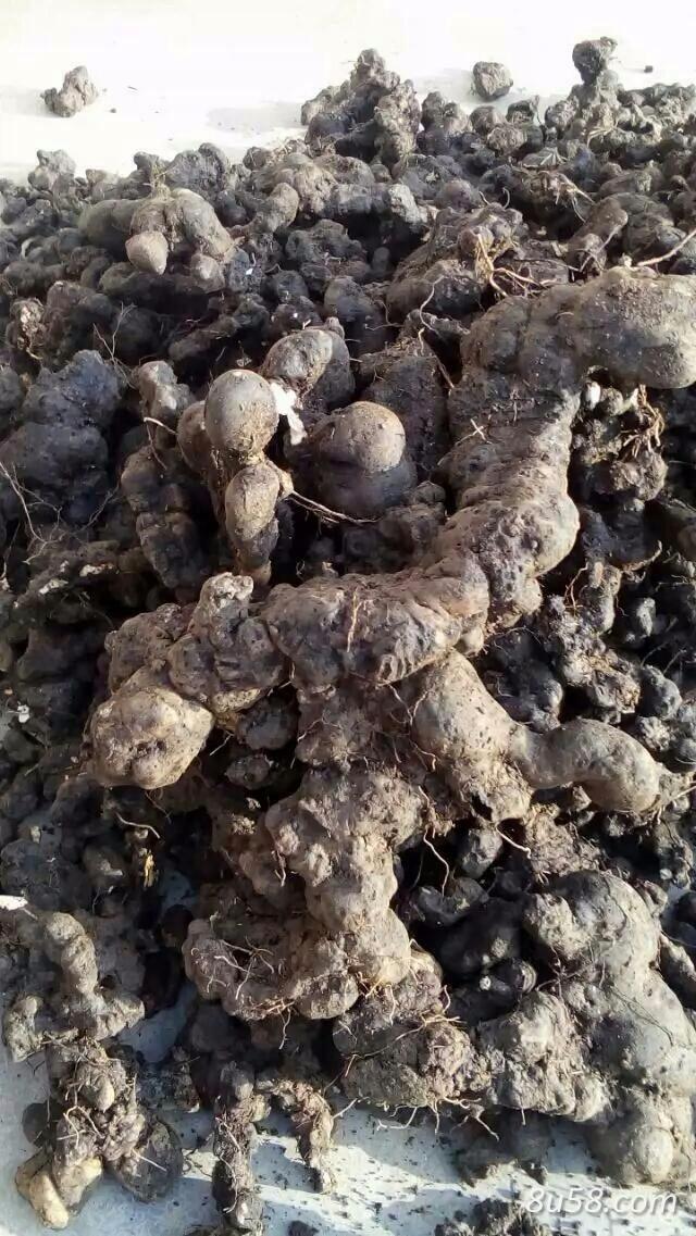 出售干猪苓统货 出售干猪苓统货