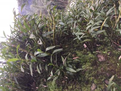 金钗石斛鲜条和干花.长期供应