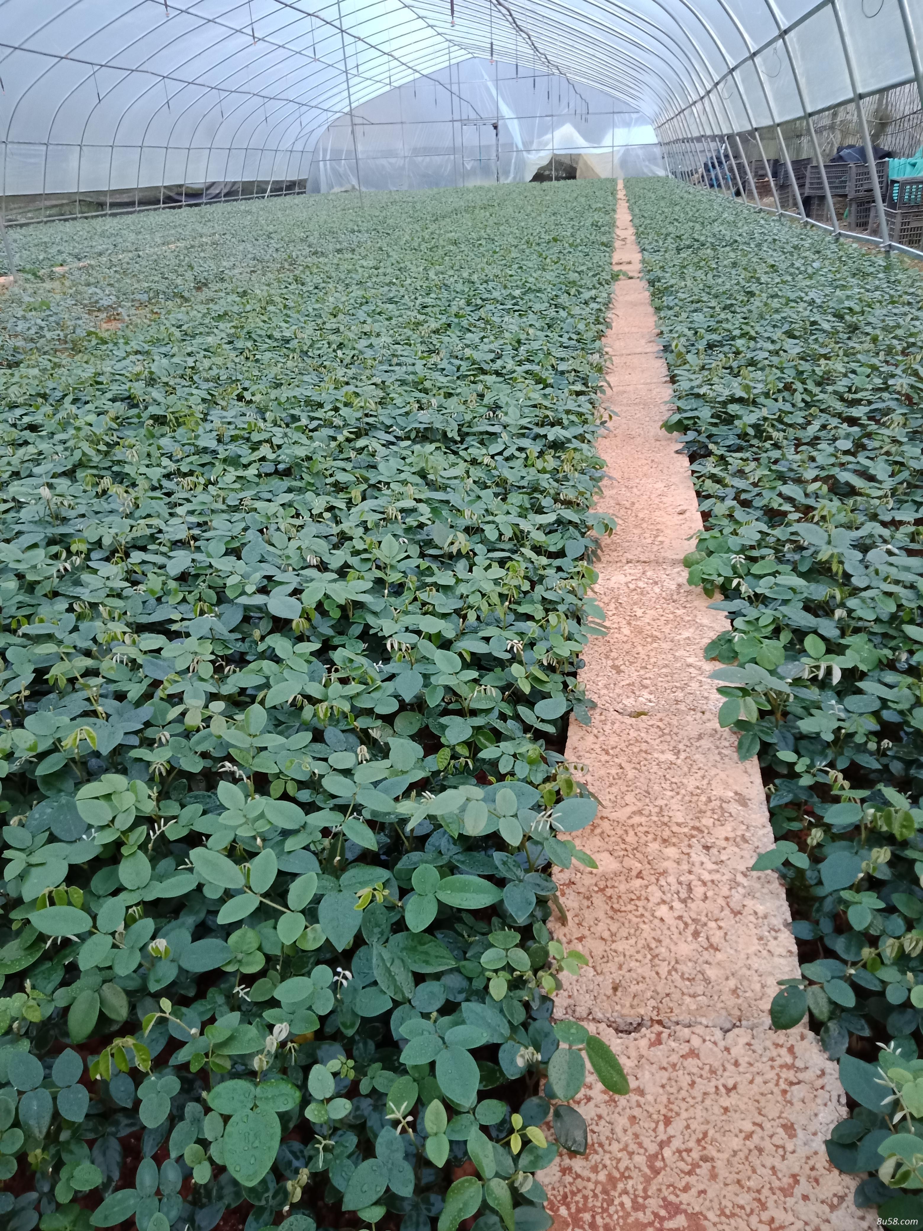 山豆根苗山豆根种子山豆根价格山豆根种植技术