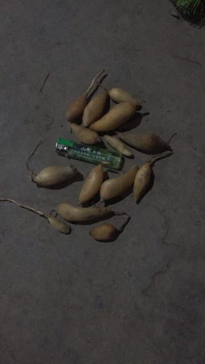 黄丝郁金