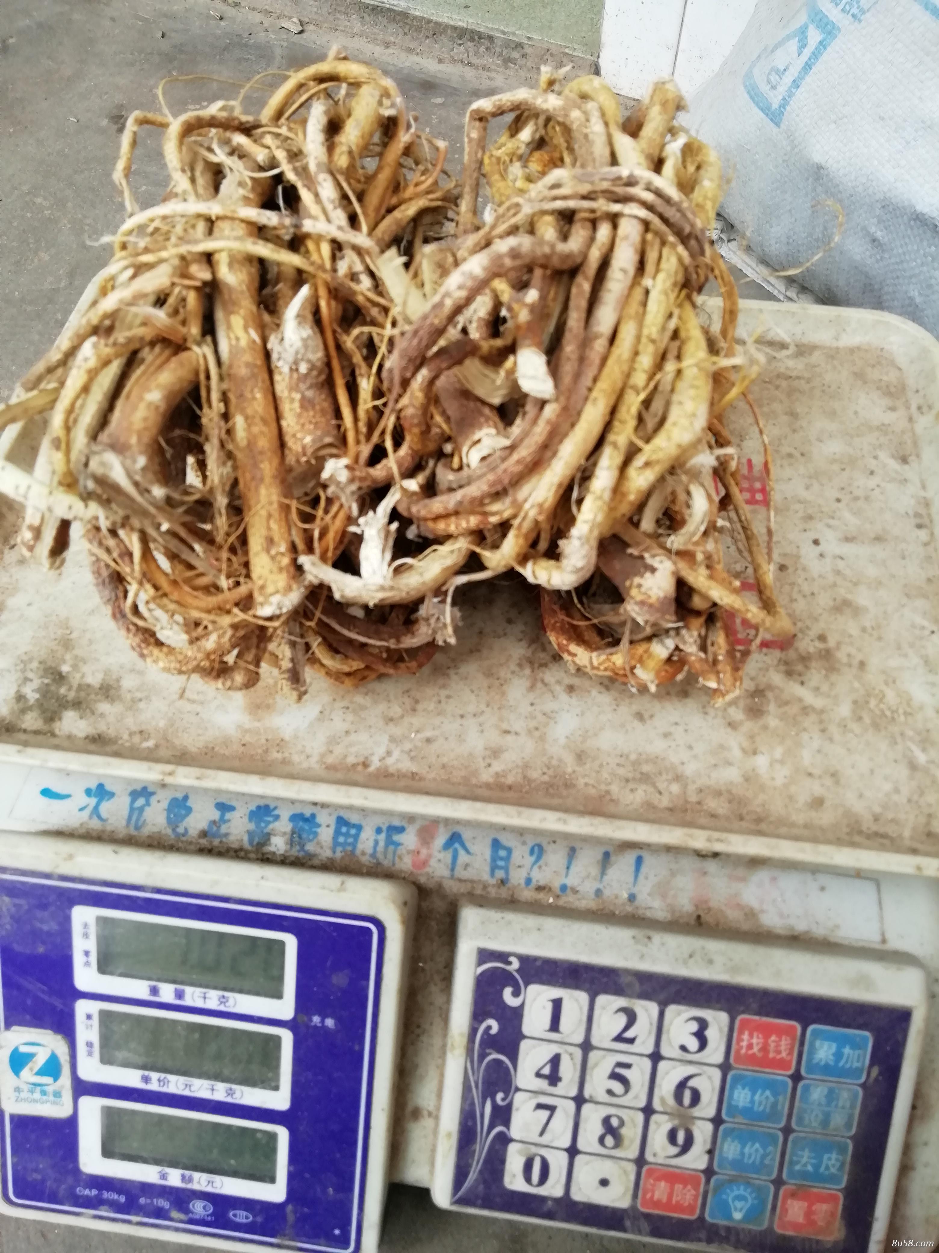 大量供应野生五指牛奶各种规格