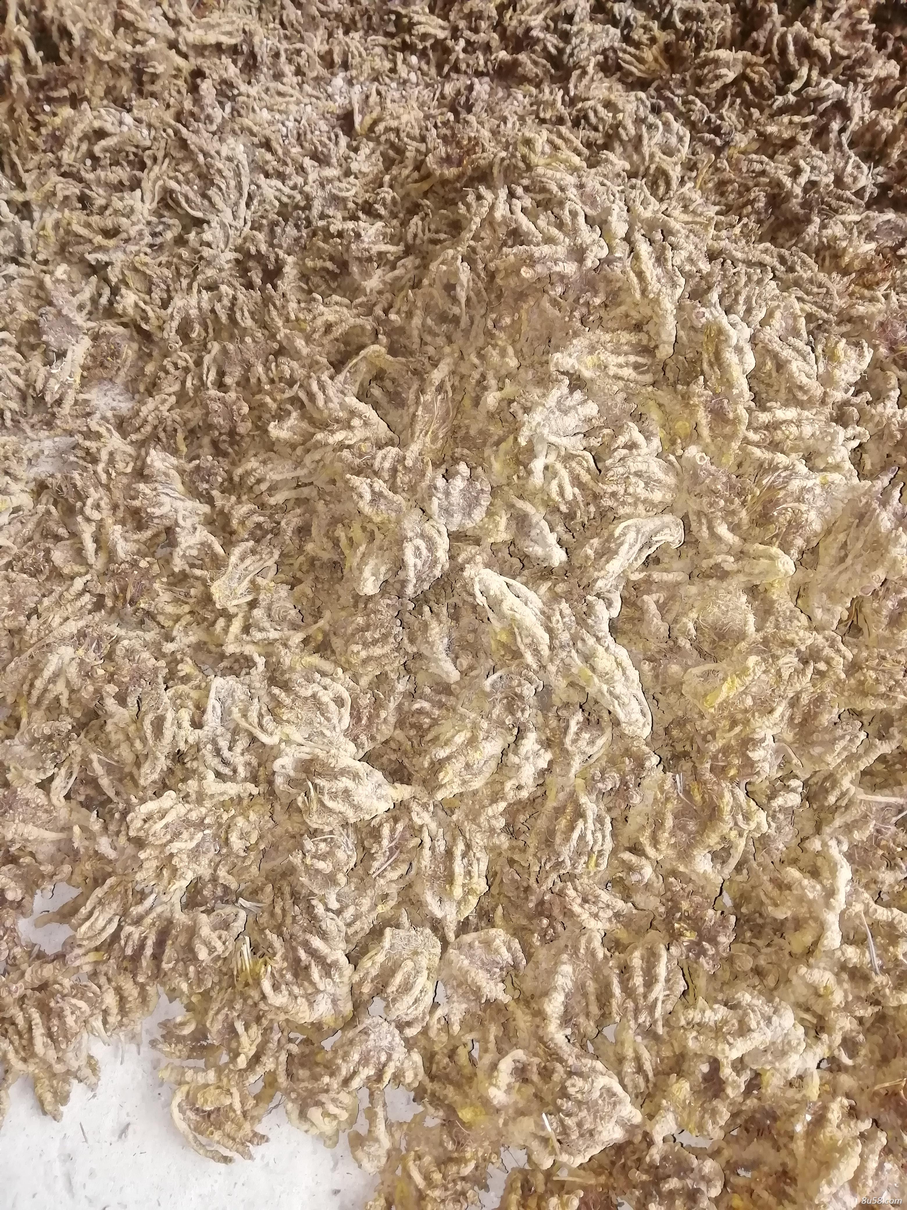 重庆黄水黄连