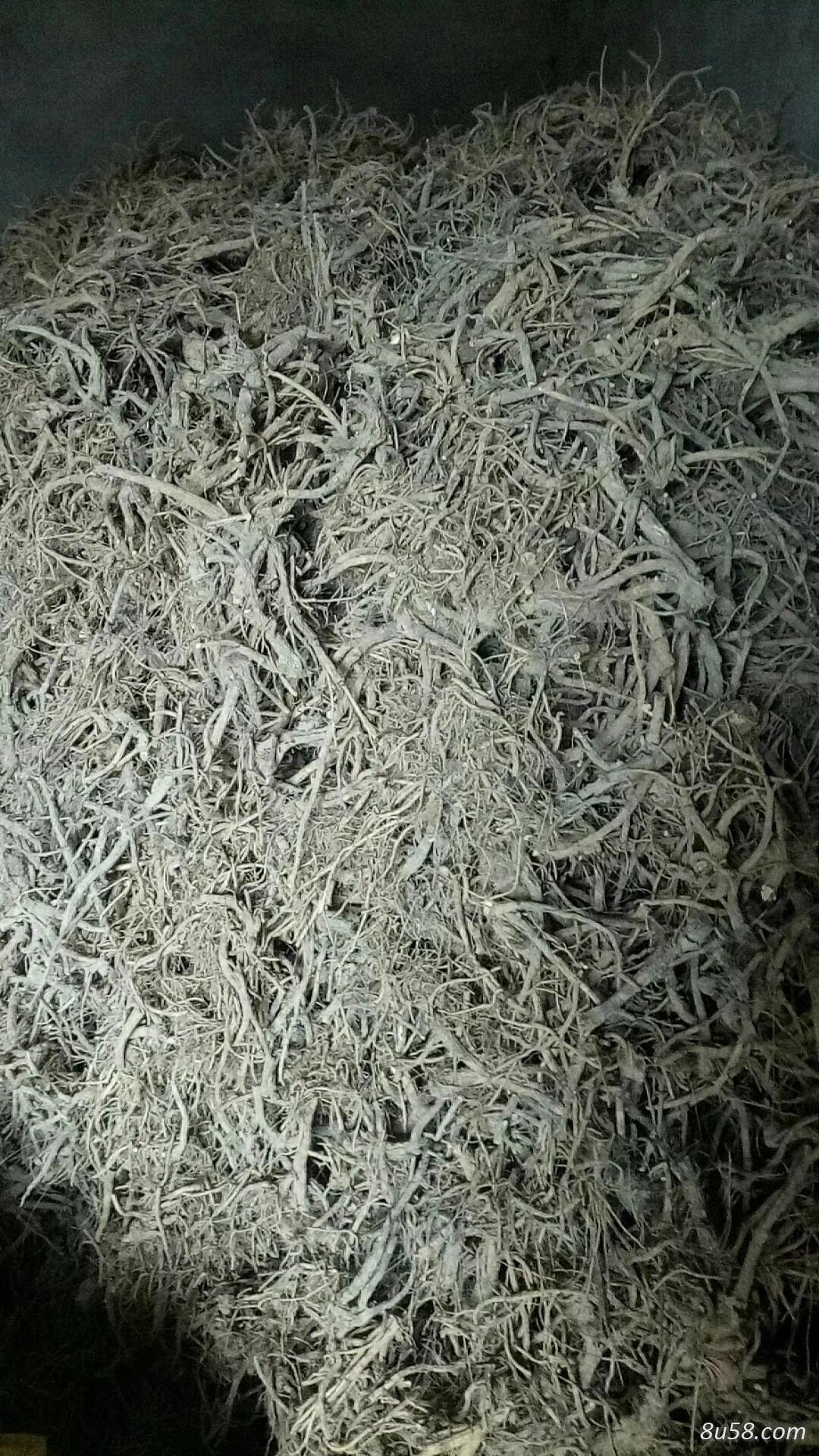 重庆地区自种干货前胡