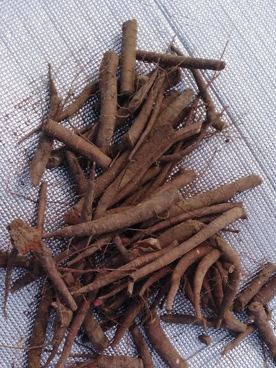 五亩三年的鲜白芍出售