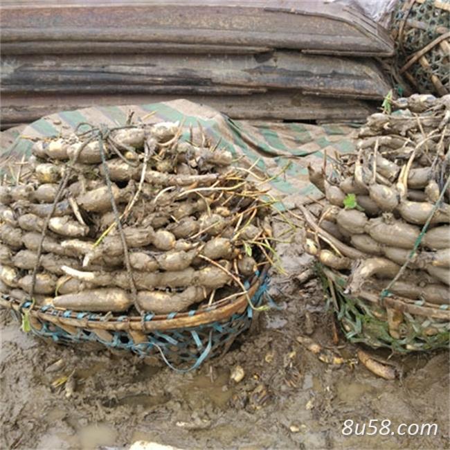 太空莲36号 莲藕种苗 莲子种藕苗 尚品莲皇育苗基地直发批发供应 太空莲36号 莲藕种苗 莲子种藕苗 尚品莲皇育苗基地直发批发供应