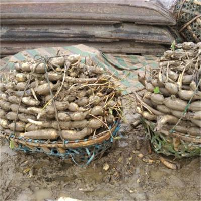 太空莲36号 莲藕种苗 莲子种藕苗 尚品莲皇育苗基地直发批发供应