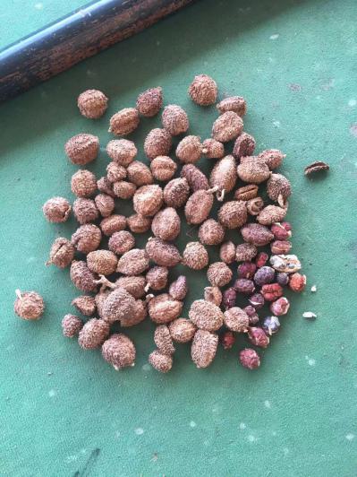 云南西双版纳傣族自治州砂仁有货，欢迎联系选购