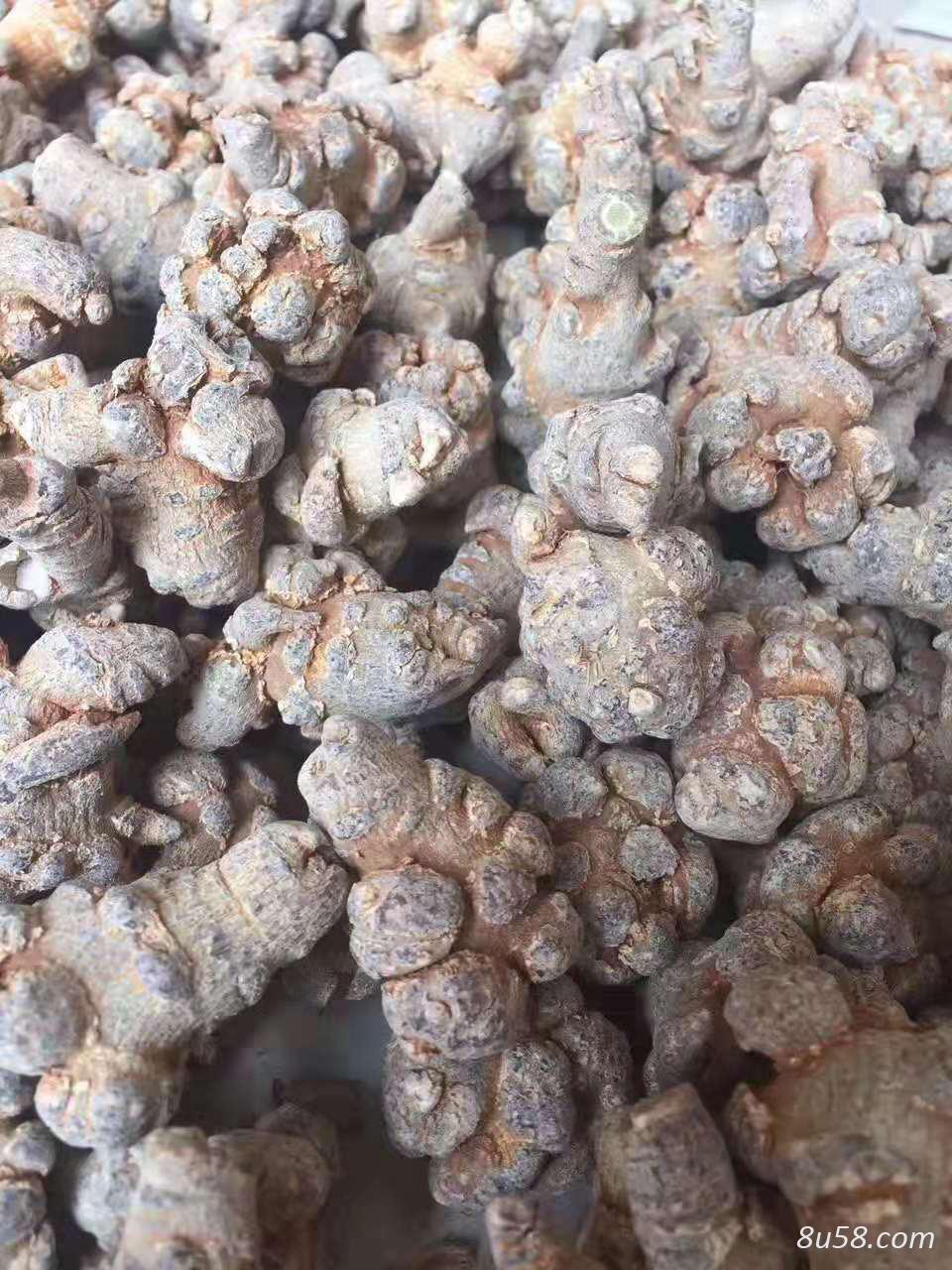 正宗文山三七 正宗文山三七